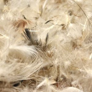 GOOSE DOWN 25%, FEATHERS 75%