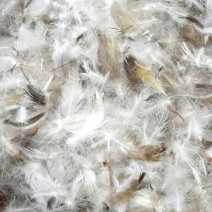 GOOSE DOWN 50%, FEATHERS 50%